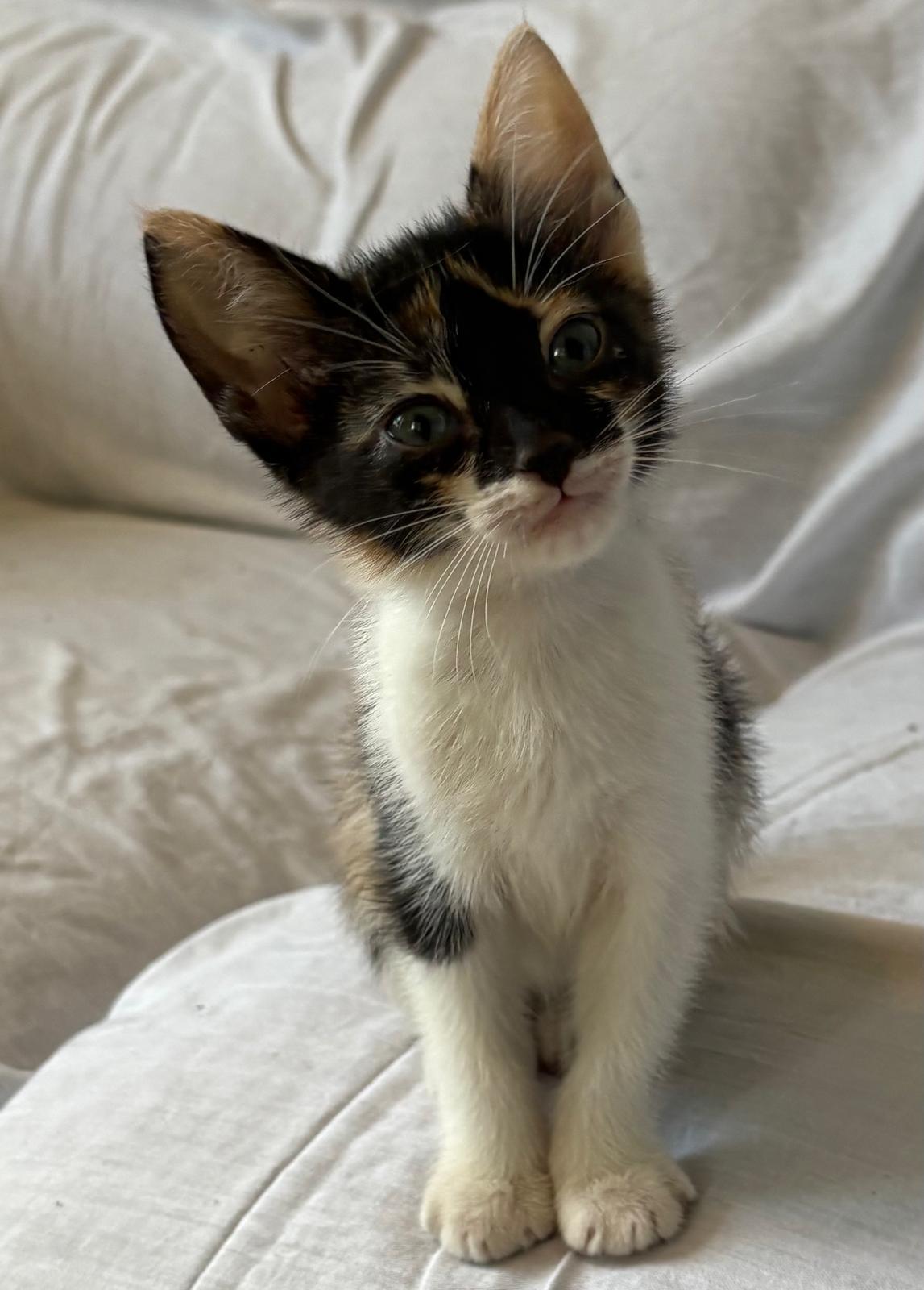 Enlarge Confetti, a Adoptable Domestic Short Hair in Aibonito, PR image 1/3