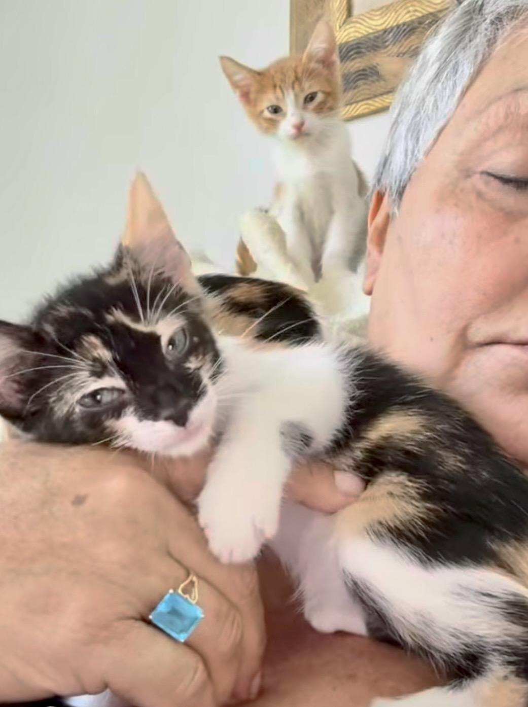 Enlarge Confetti, a Adoptable Domestic Short Hair in Aibonito, PR image 3/3