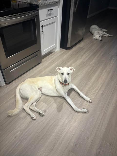 Enlarge Savvy, a Adoptable mixed breed in Minneapolis, MN image 1/3