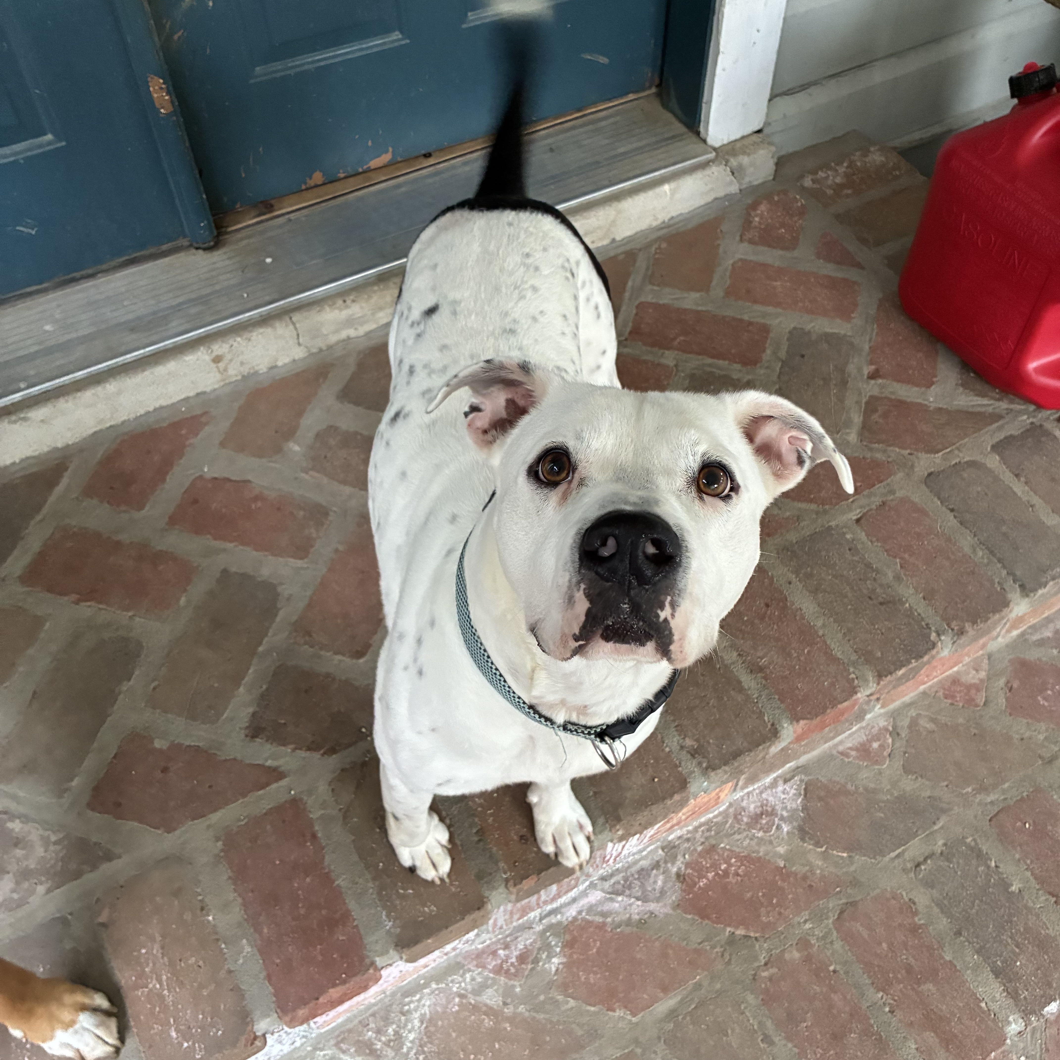 Alfie, Adoptable, Young Male Boxer & Bulldog.