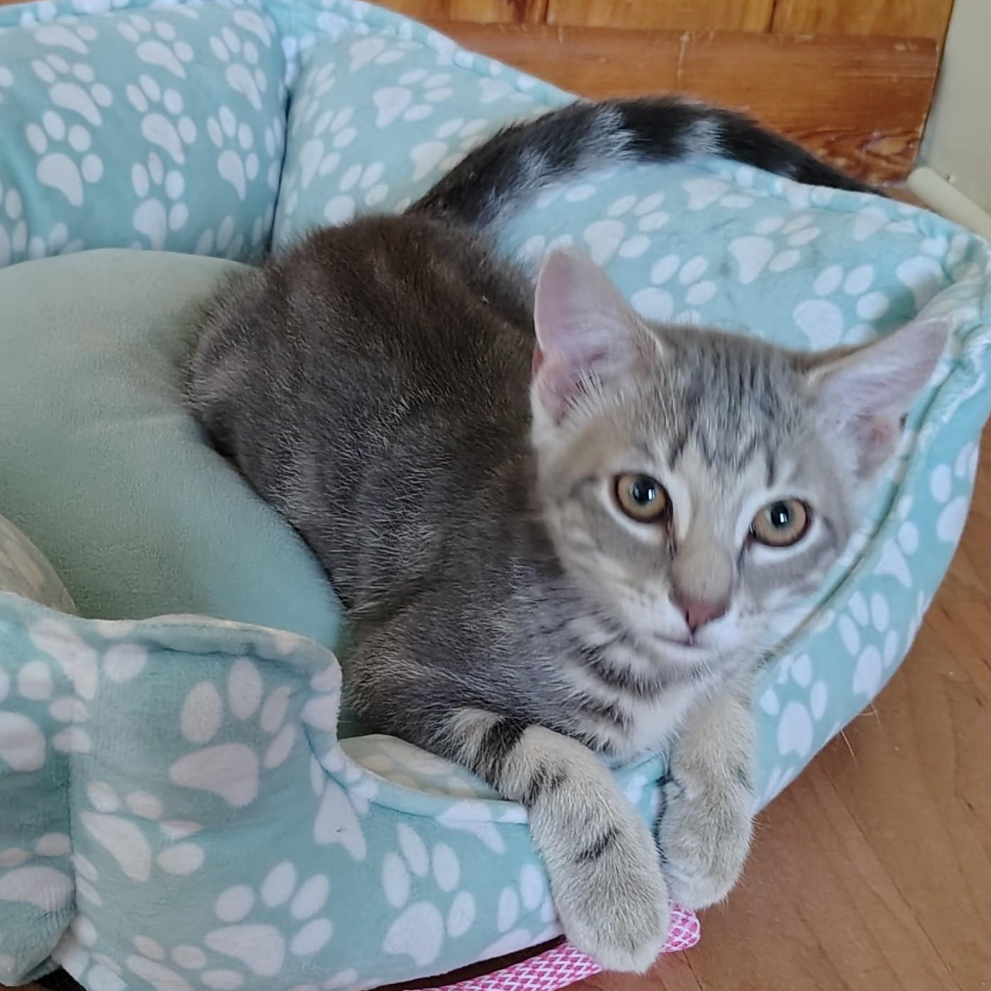 Declan, adopted, Kitten Female Tabby & Domestic Short Hair.