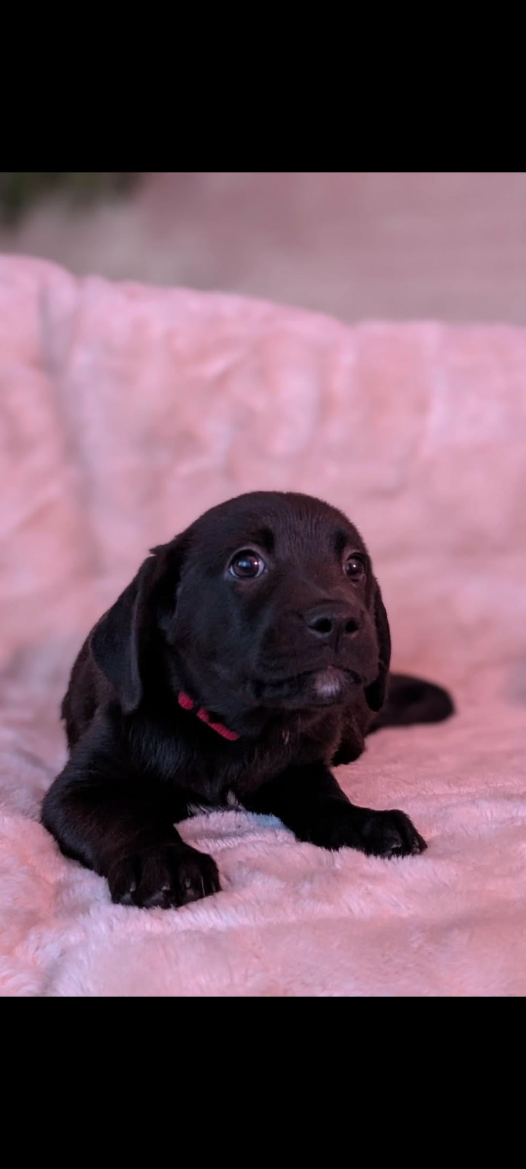 Carsonie thumbnail 2