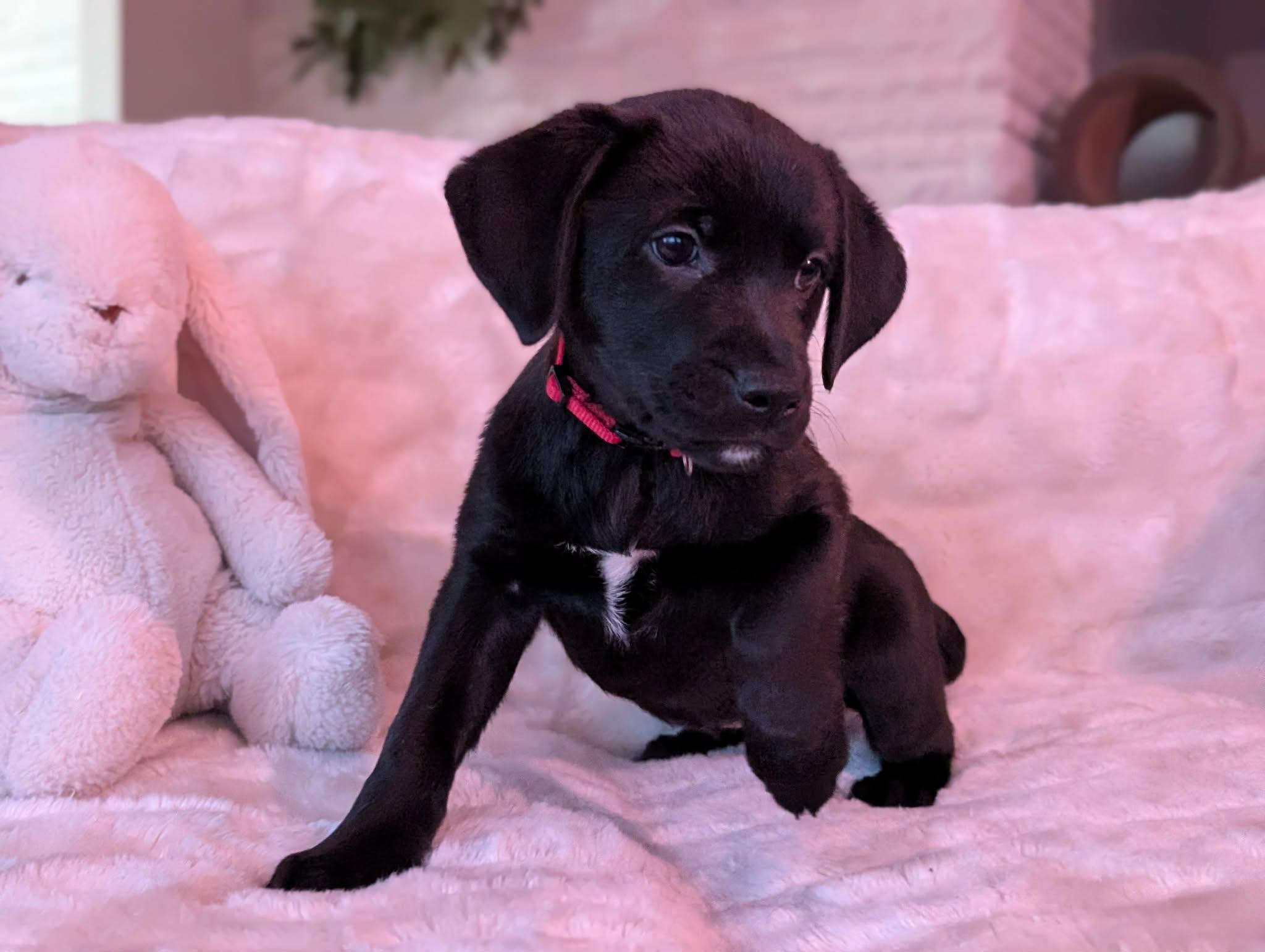 Carsonie thumbnail 5