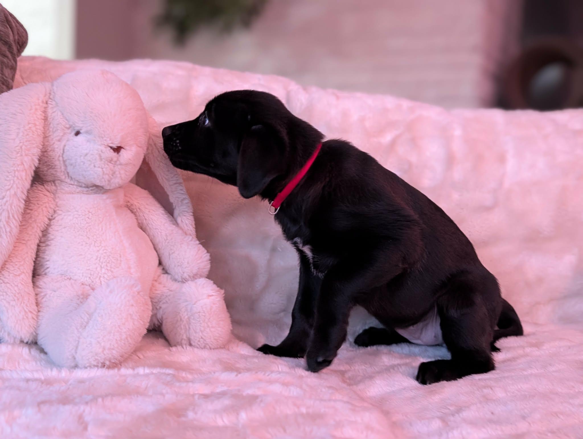 Carsonie thumbnail 6