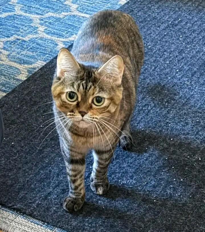 Enlarge Gretchen (Bonded with Veronica), a ADOPTABLE American Shorthair in Crystal, MN image 1/6