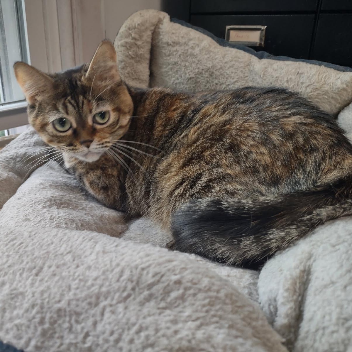 Enlarge Gretchen (Bonded with Veronica), a ADOPTABLE American Shorthair in Crystal, MN image 2/6