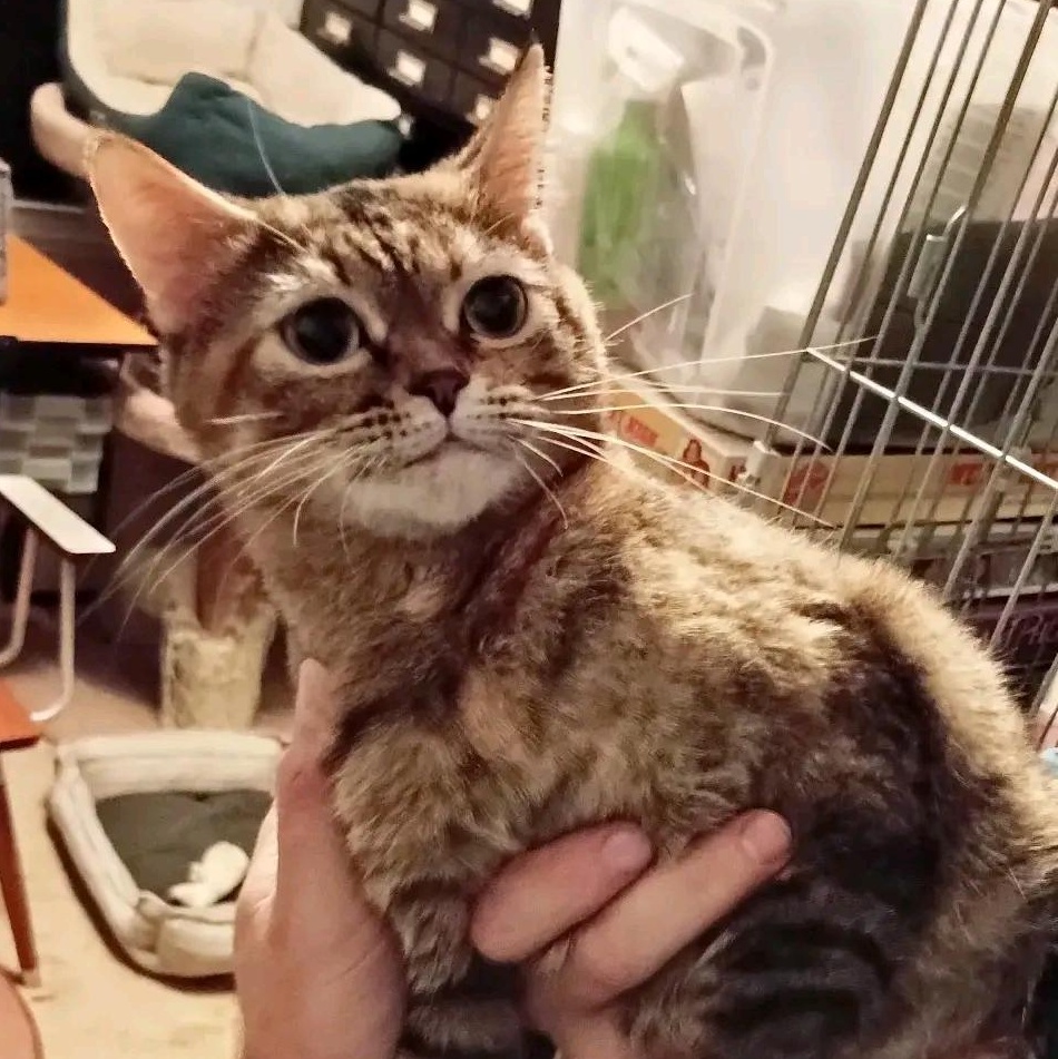 Enlarge Gretchen (Bonded with Veronica), a ADOPTABLE American Shorthair in Crystal, MN image 6/6