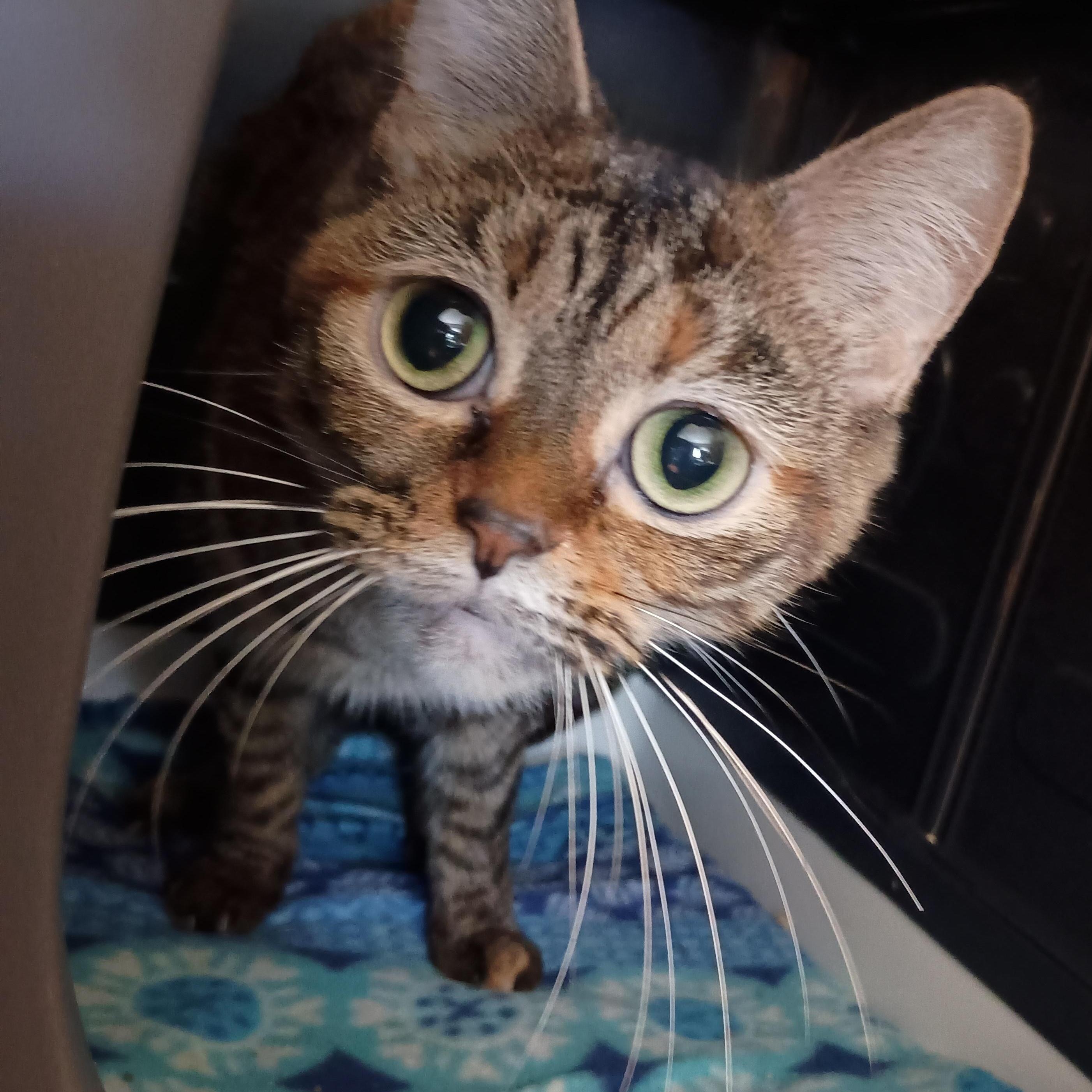 Enlarge Gretchen (Bonded with Veronica), a ADOPTABLE American Shorthair in Crystal, MN image 3/6