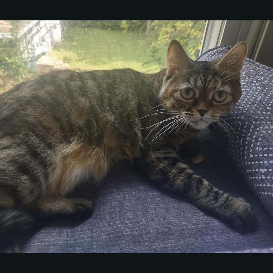 Enlarge Gretchen (Bonded with Veronica), a ADOPTABLE American Shorthair in Crystal, MN image 4/6