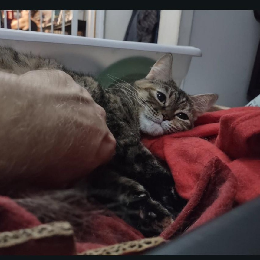 Enlarge Gretchen (Bonded with Veronica), a ADOPTABLE American Shorthair in Crystal, MN image 5/6