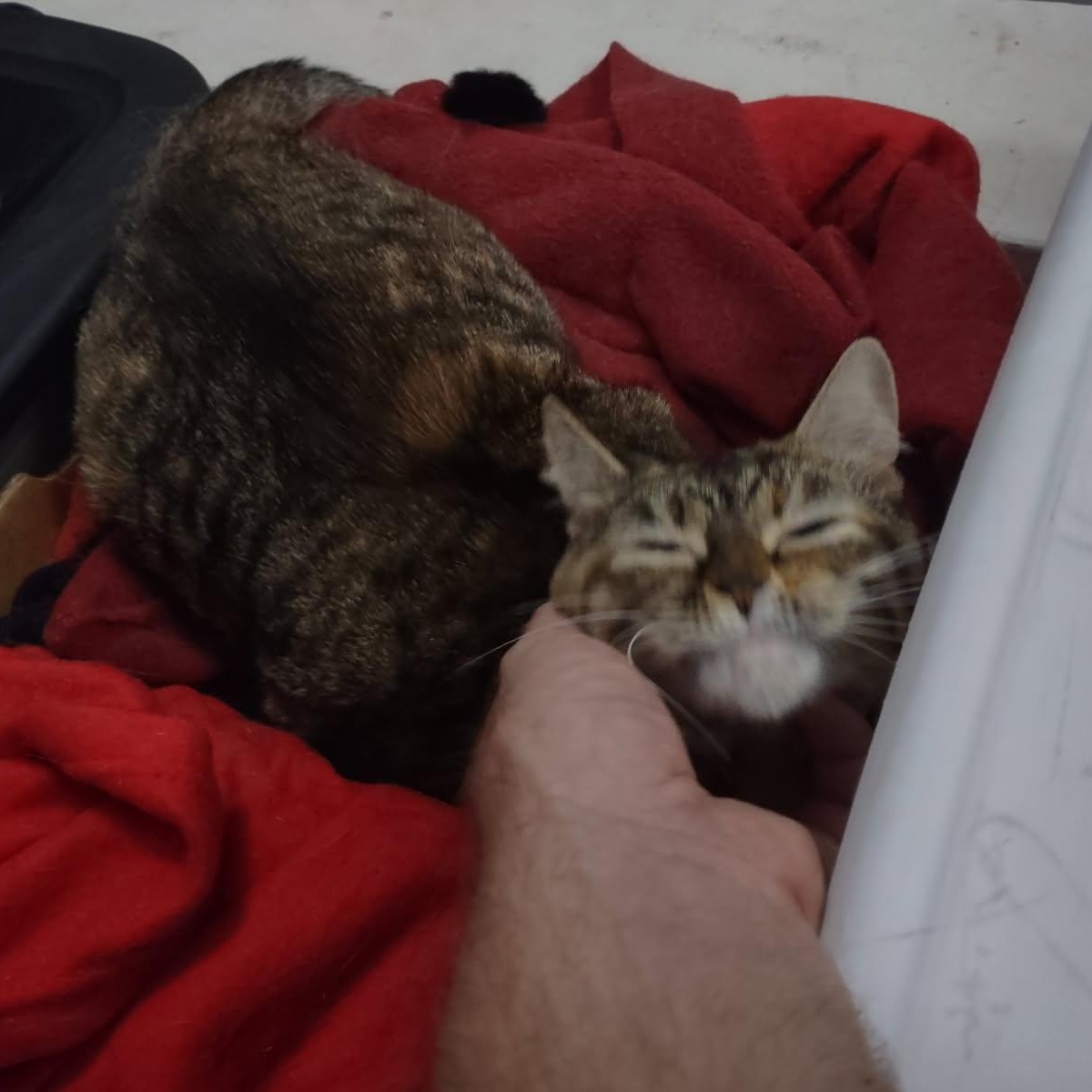 Enlarge Gretchen (Bonded with Veronica), a ADOPTABLE American Shorthair in Crystal, MN image 6/6