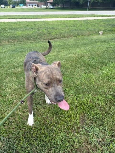 Rocky, ADOPTABLE, Adult Male Pit Bull Terrier.