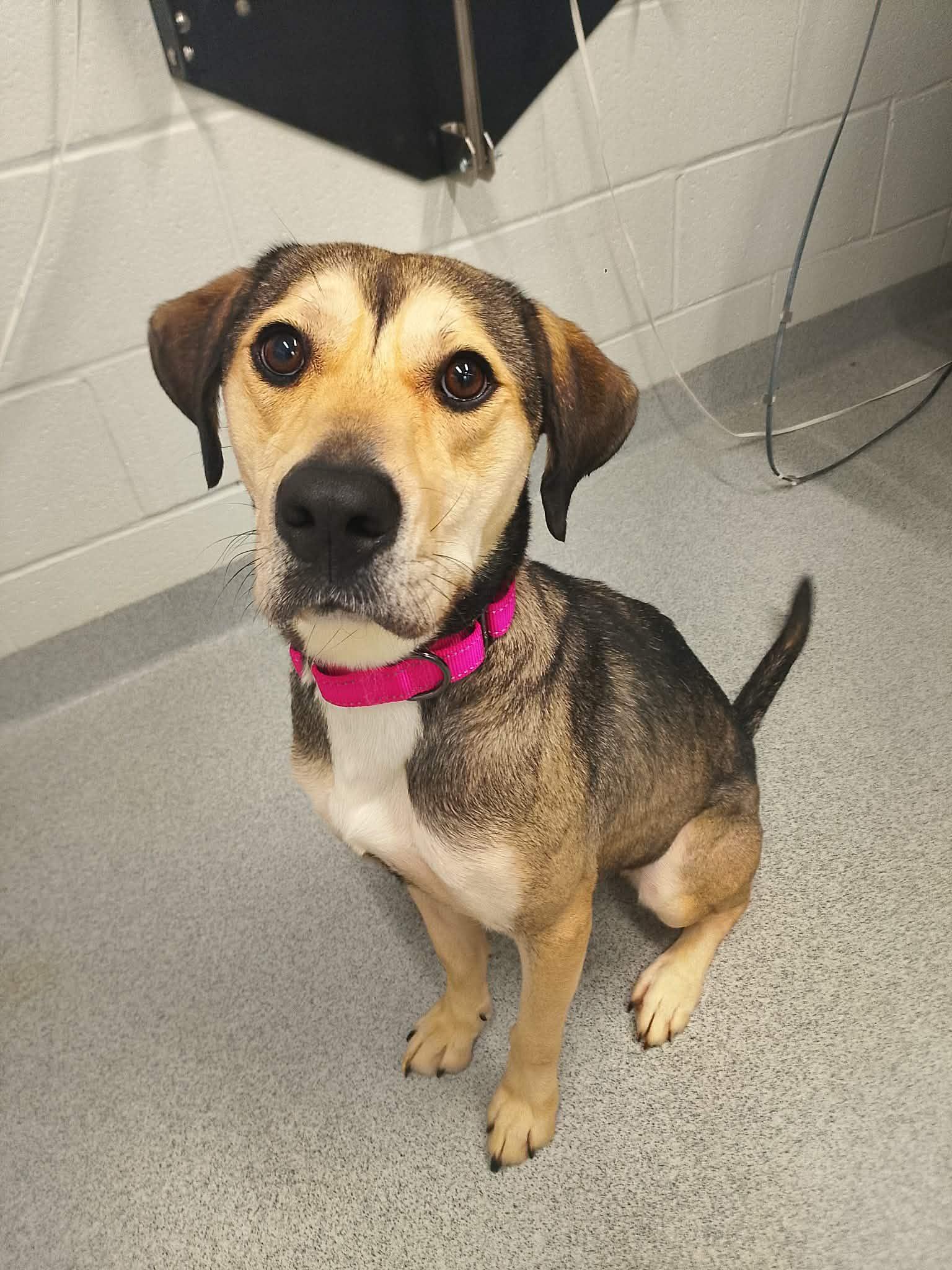 Enlarge Harlan, a ADOPTABLE mixed breed in Moundsville, WV image 1/1