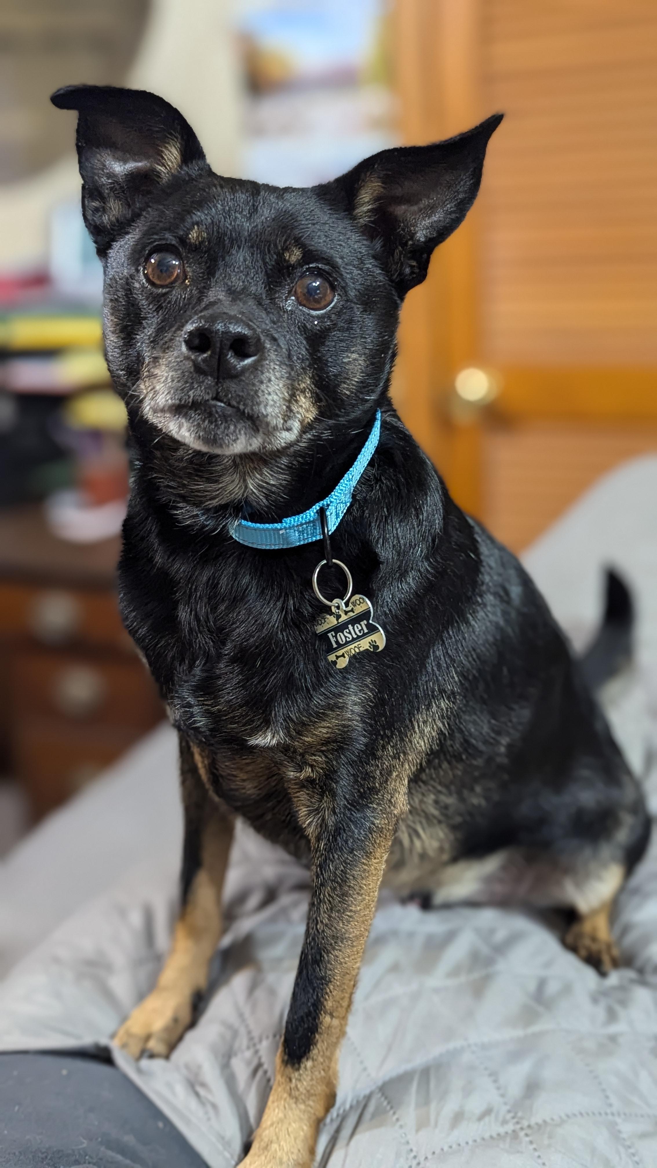 Bacon, Adult Male Miniature Pinscher
