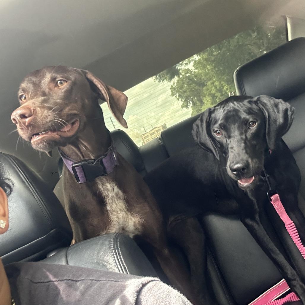 Onyx, Adoptable, Young Female German Shorthaired Pointer.
