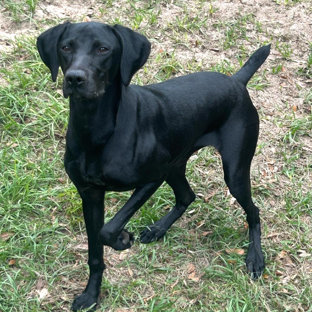 Onyx, a Adoptable German Shorthaired Pointer in Sarasota, FL image 3/6