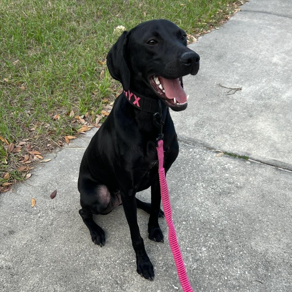 Onyx, a Adoptable German Shorthaired Pointer in Sarasota, FL image 4/6