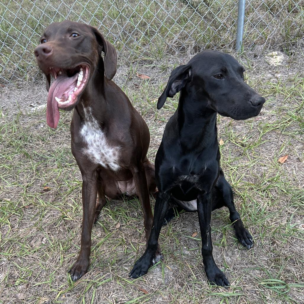 Onyx, a Adoptable German Shorthaired Pointer in Sarasota, FL image 5/6