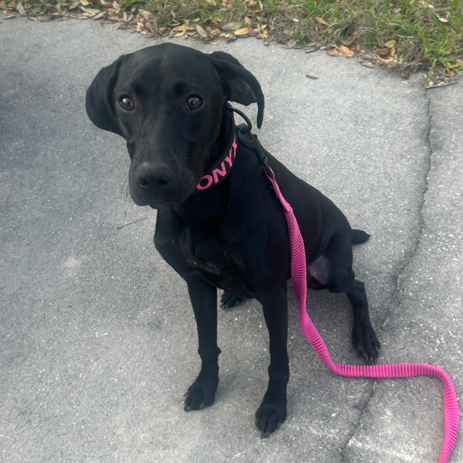 Onyx, a Adoptable German Shorthaired Pointer in Sarasota, FL image 6/6