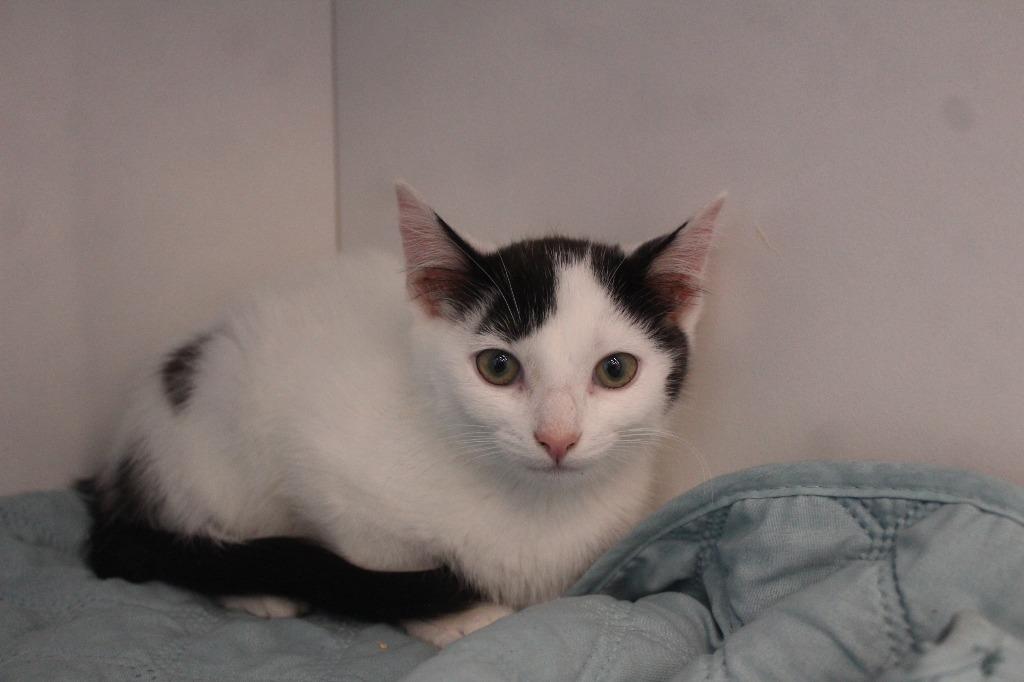 Big Jet, a ADOPTABLE Domestic Short Hair in Chestertown, MD image 1/3