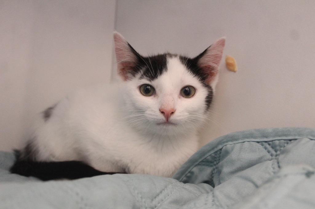 Big Jet, a ADOPTABLE Domestic Short Hair in Chestertown, MD image 3/3