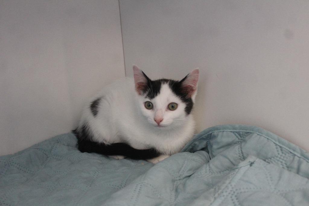 Big Jet, a ADOPTABLE Domestic Short Hair in Chestertown, MD image 2/3