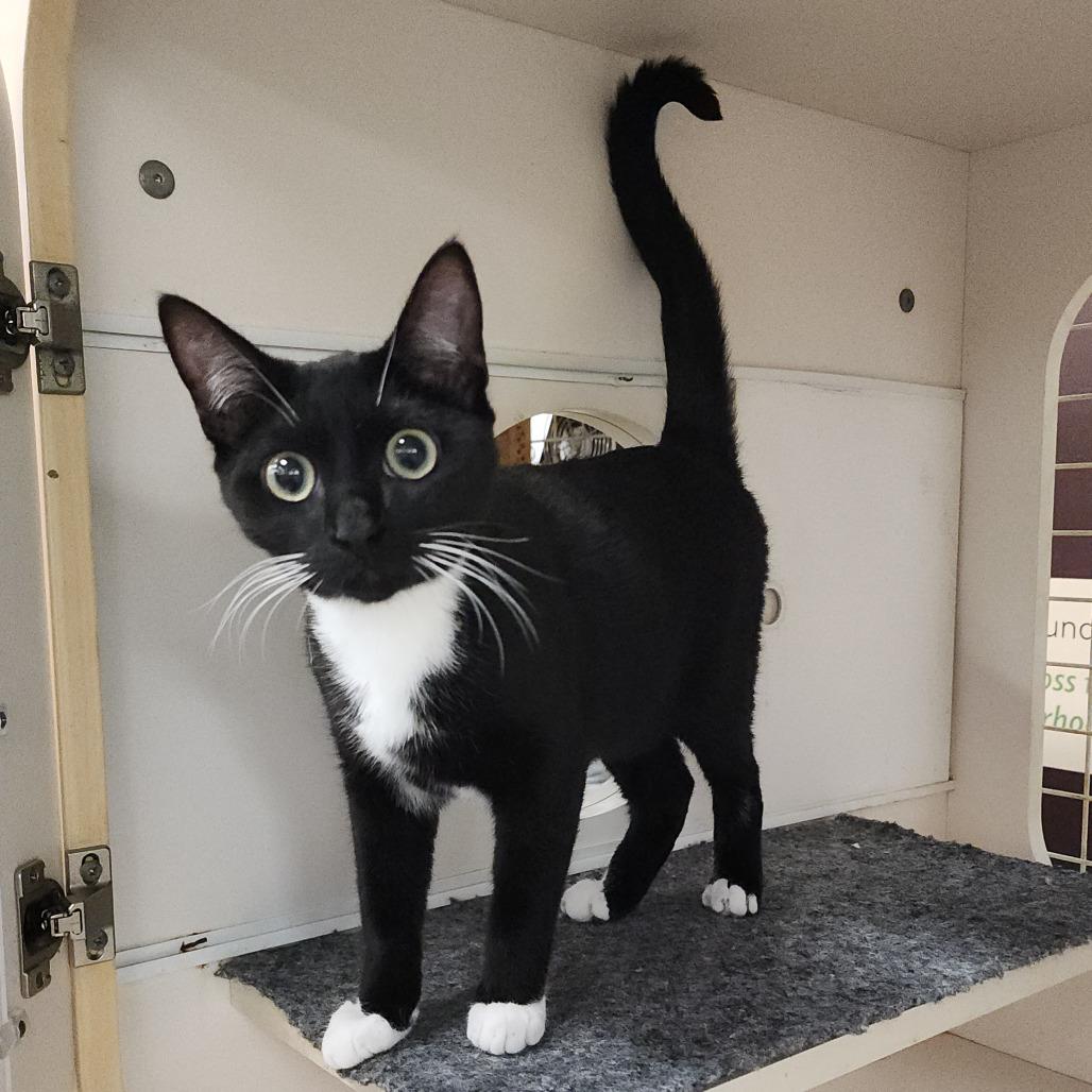 Sylvester, Adoptable, Kitten Male Domestic Short Hair.