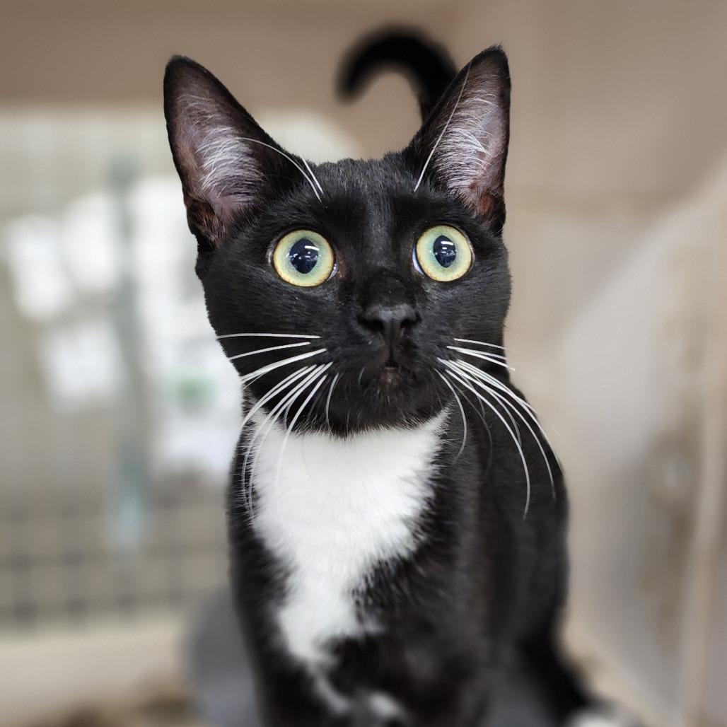 Sylvester, a Adoptable Domestic Short Hair in Williston, FL image 2/2