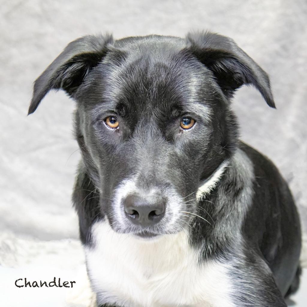 Chandler