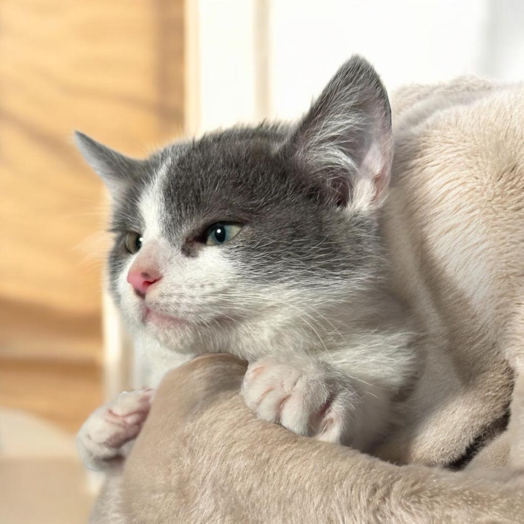 Dallas, a Adoptable Domestic Short Hair in Grantsville, UT image 1/5