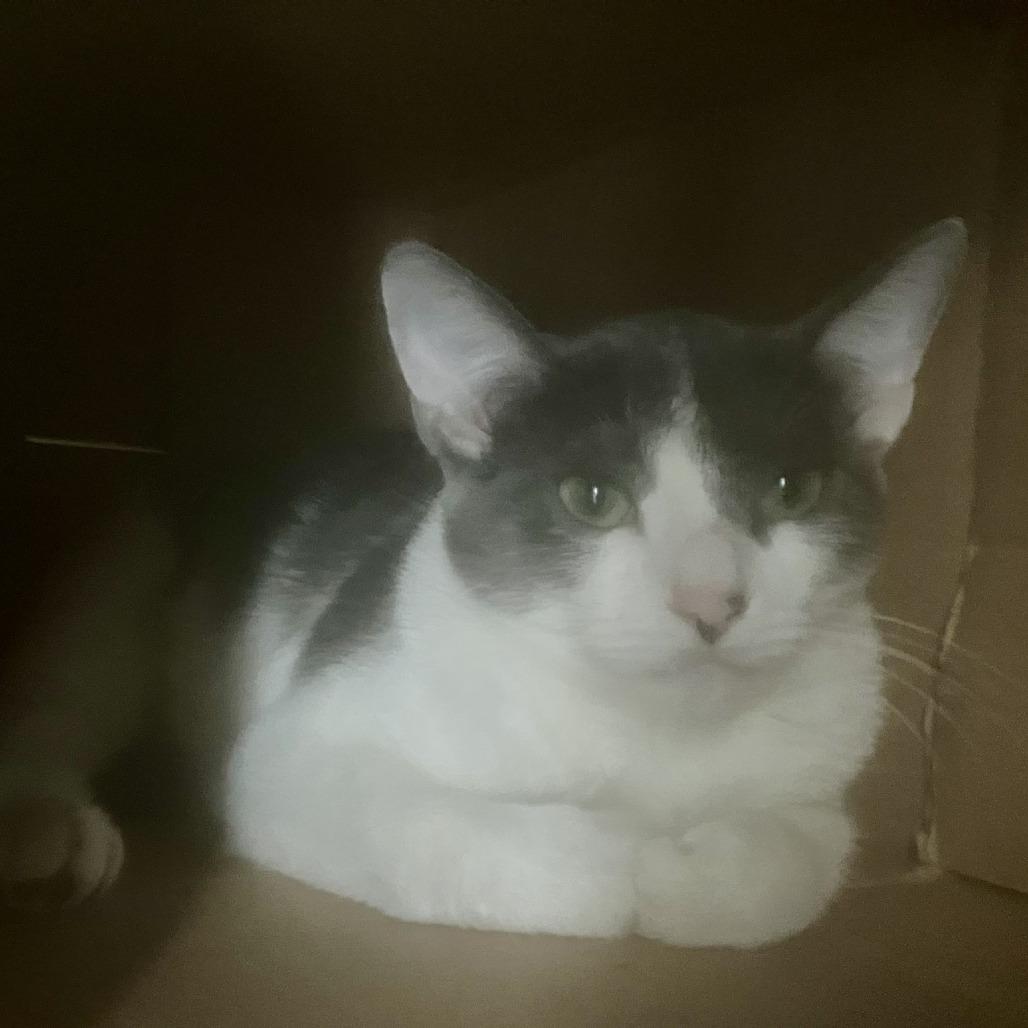 Dallas, a Adoptable Domestic Short Hair in Grantsville, UT image 2/5