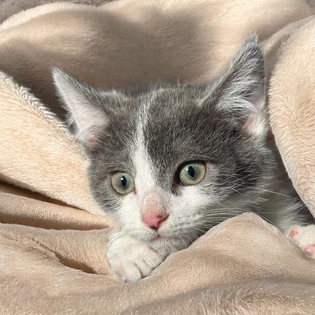 Dallas, a Adoptable Domestic Short Hair in Grantsville, UT image 3/5