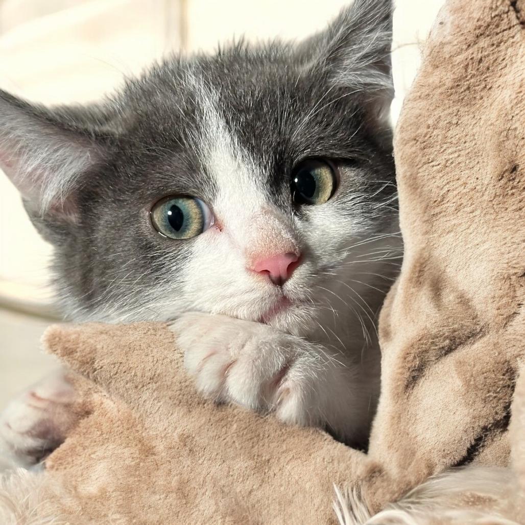 Dallas, a Adoptable Domestic Short Hair in Grantsville, UT image 4/5