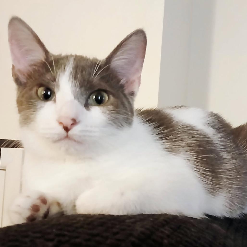 Dallas, a Adoptable Domestic Short Hair in Grantsville, UT image 5/5