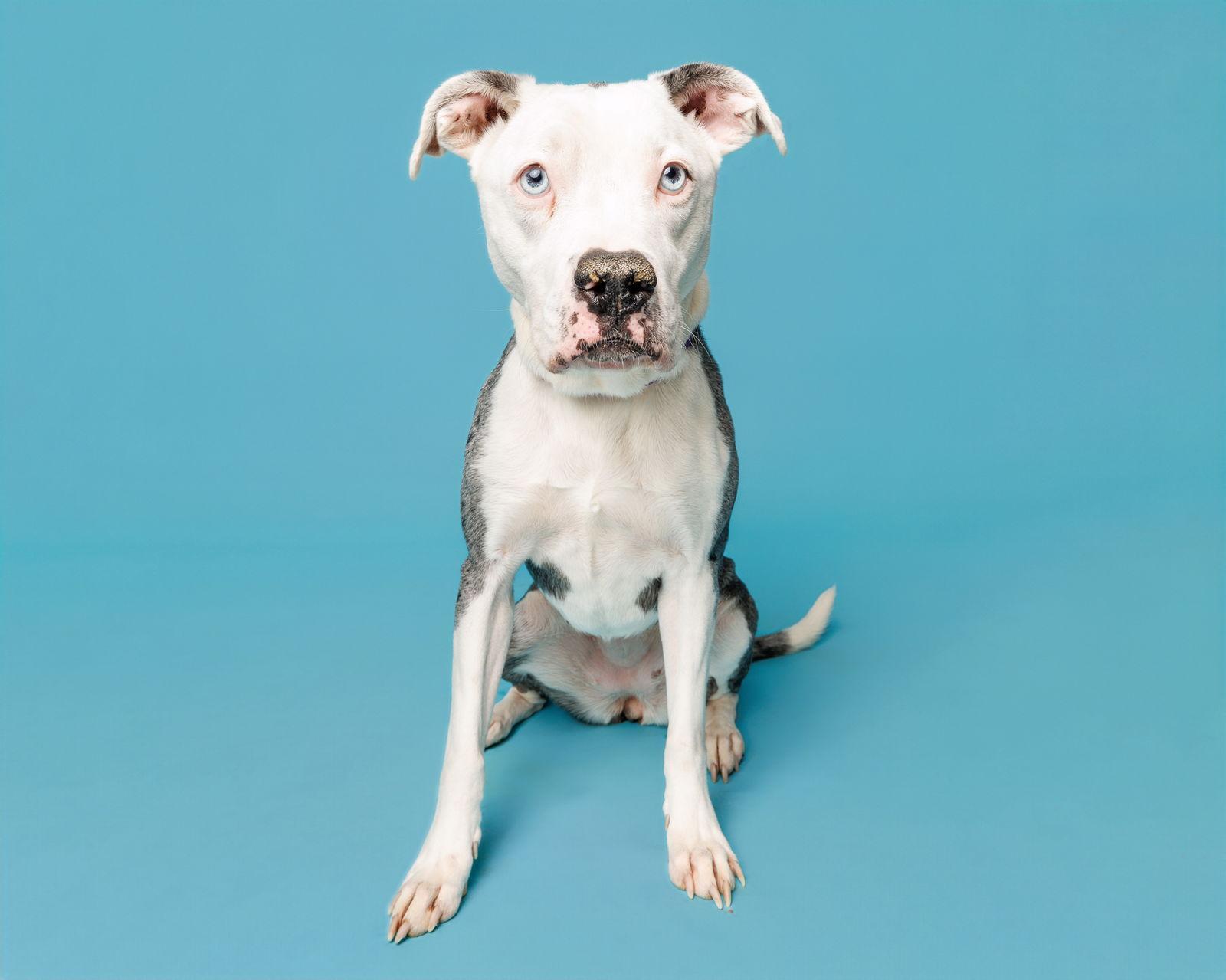 Enlarge Cowgirl, a Adoptable Mixed Breed in Durham, NC image 1/1