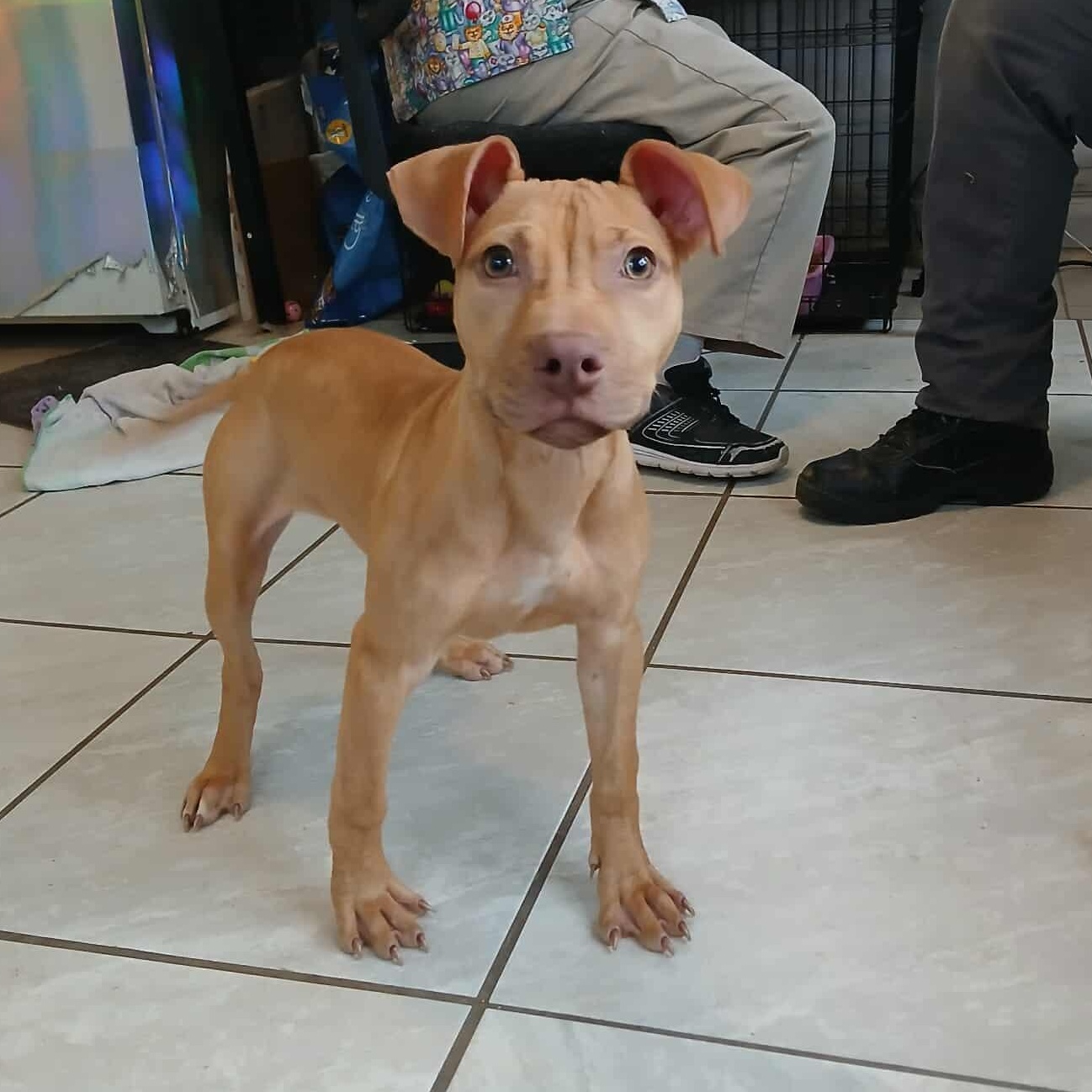 Bellarina, a Adoptable Pit Bull Terrier in Saugerties, NY image 2/6