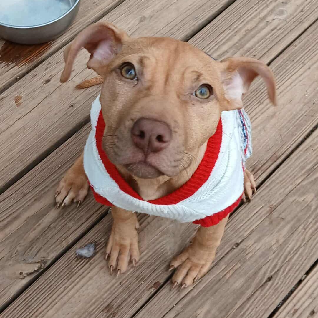 Bellarina, a Adoptable Pit Bull Terrier in Saugerties, NY image 3/6