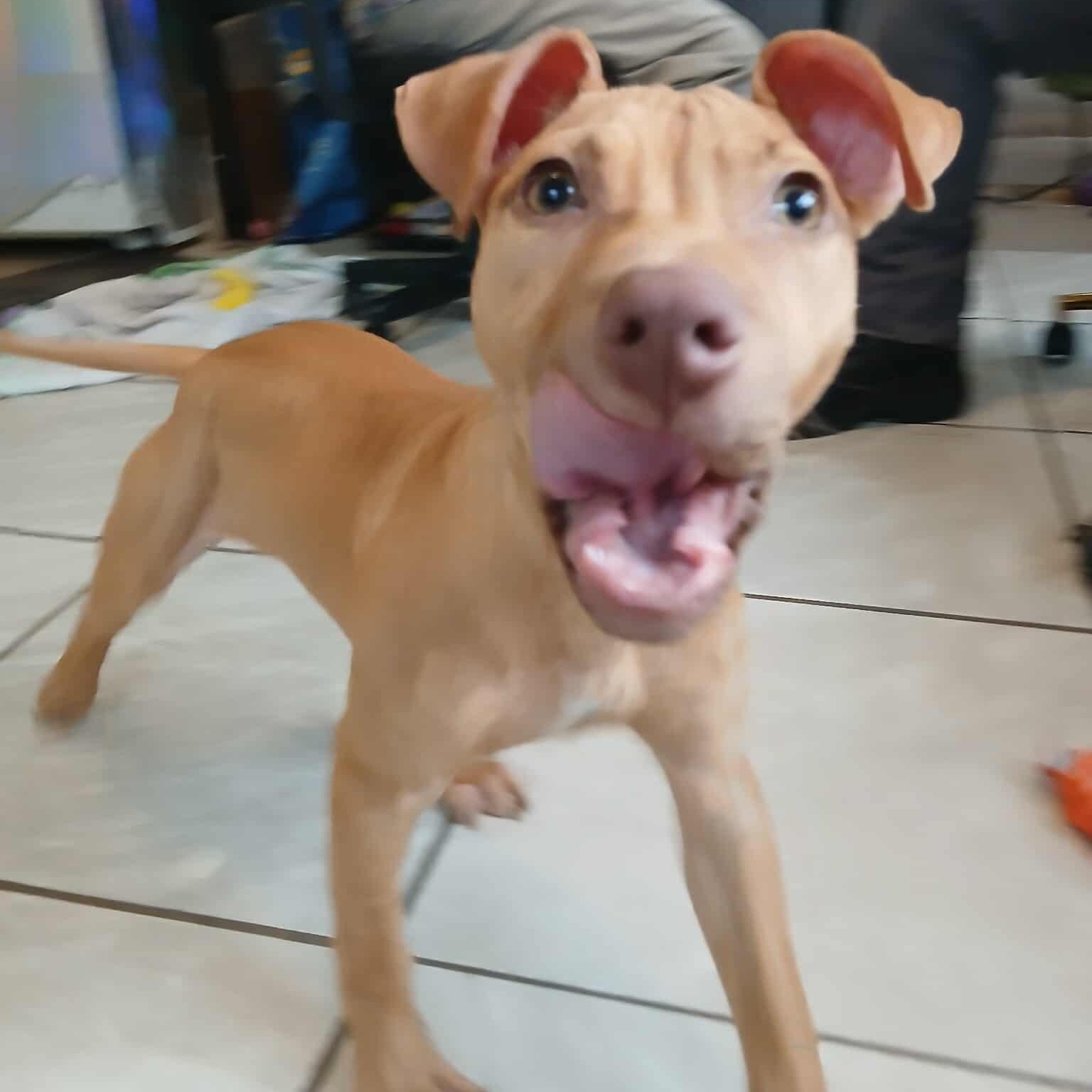 Bellarina, a Adoptable Pit Bull Terrier in Saugerties, NY image 4/6