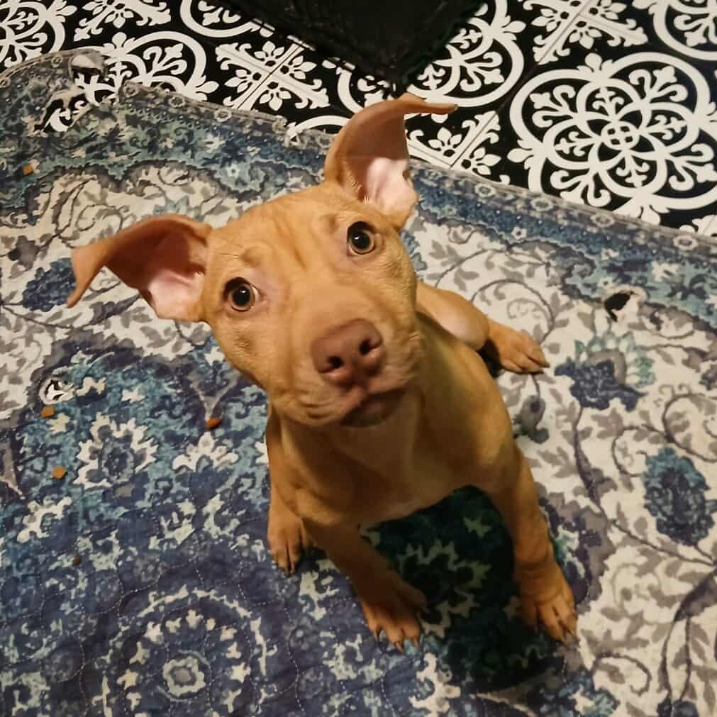 Bellarina, a Adoptable Pit Bull Terrier in Saugerties, NY image 5/6