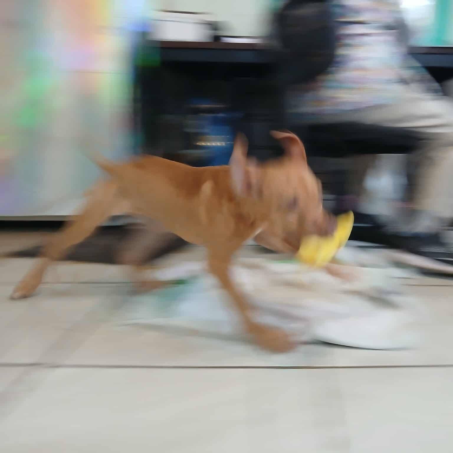 Bellarina, a Adoptable Pit Bull Terrier in Saugerties, NY image 6/6