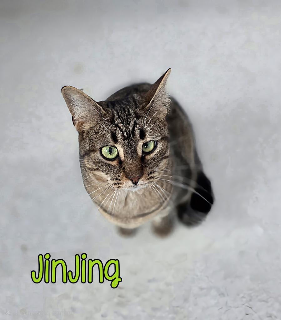 JinJing, Adoptable, Young Female Domestic Short Hair.
