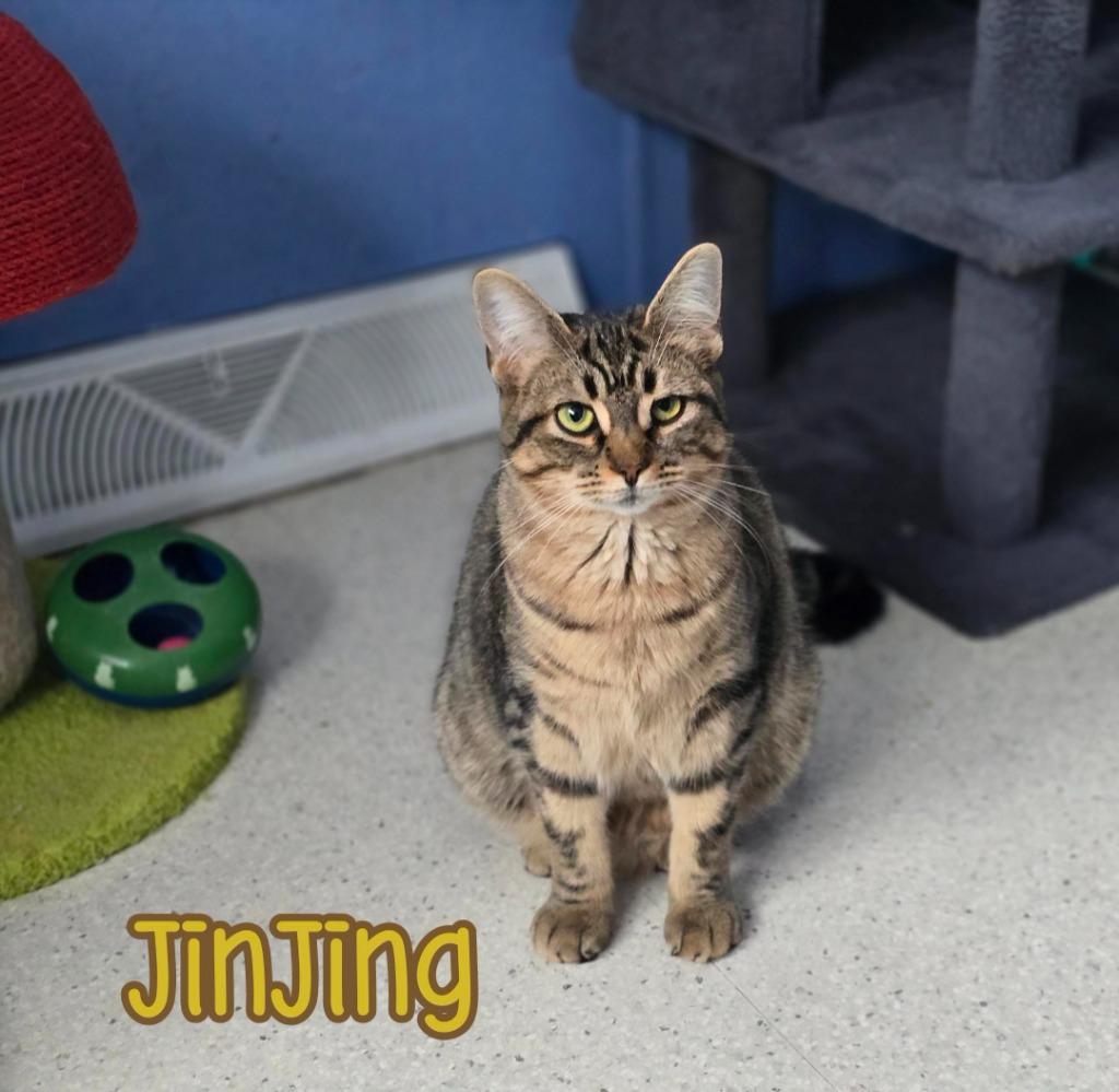Enlarge JinJing, a Adoptable mixed breed in Port Clinton, OH image 3/6