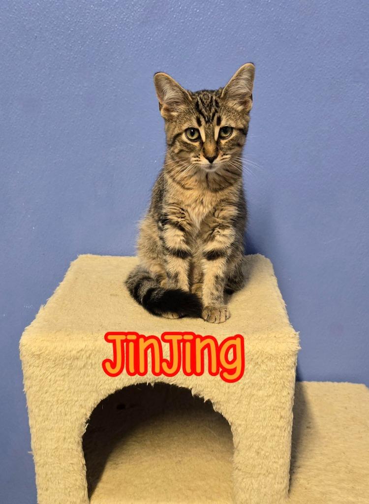 Enlarge JinJing, a Adoptable mixed breed in Port Clinton, OH image 3/5