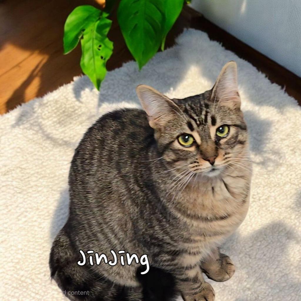 Enlarge JinJing, a Adoptable mixed breed in Port Clinton, OH image 5/5