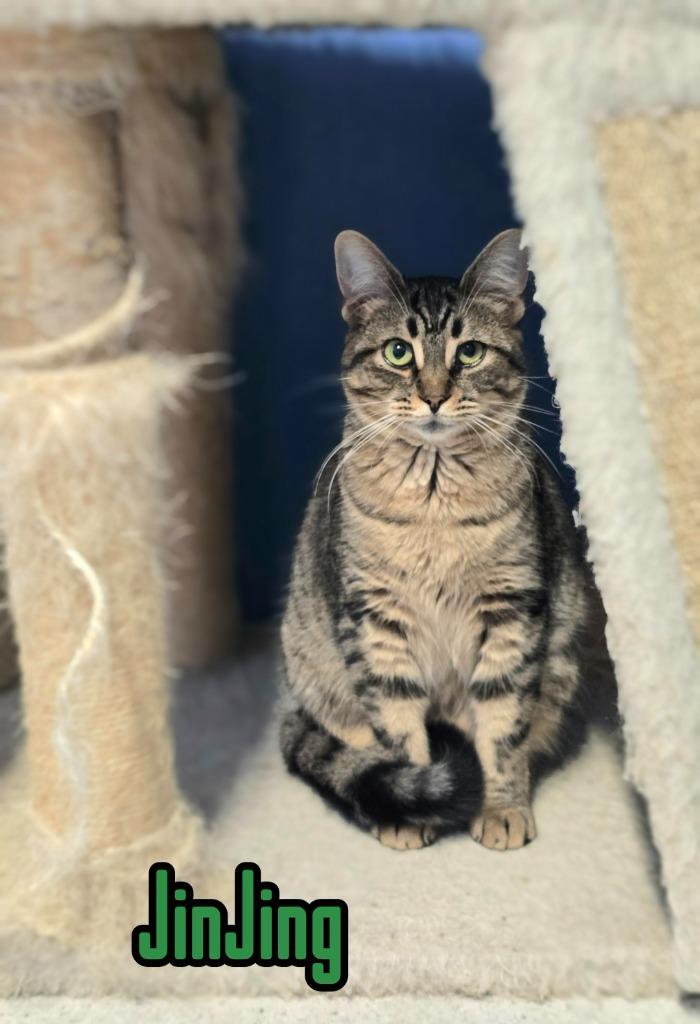 Enlarge JinJing, a Adoptable mixed breed in Port Clinton, OH image 4/6