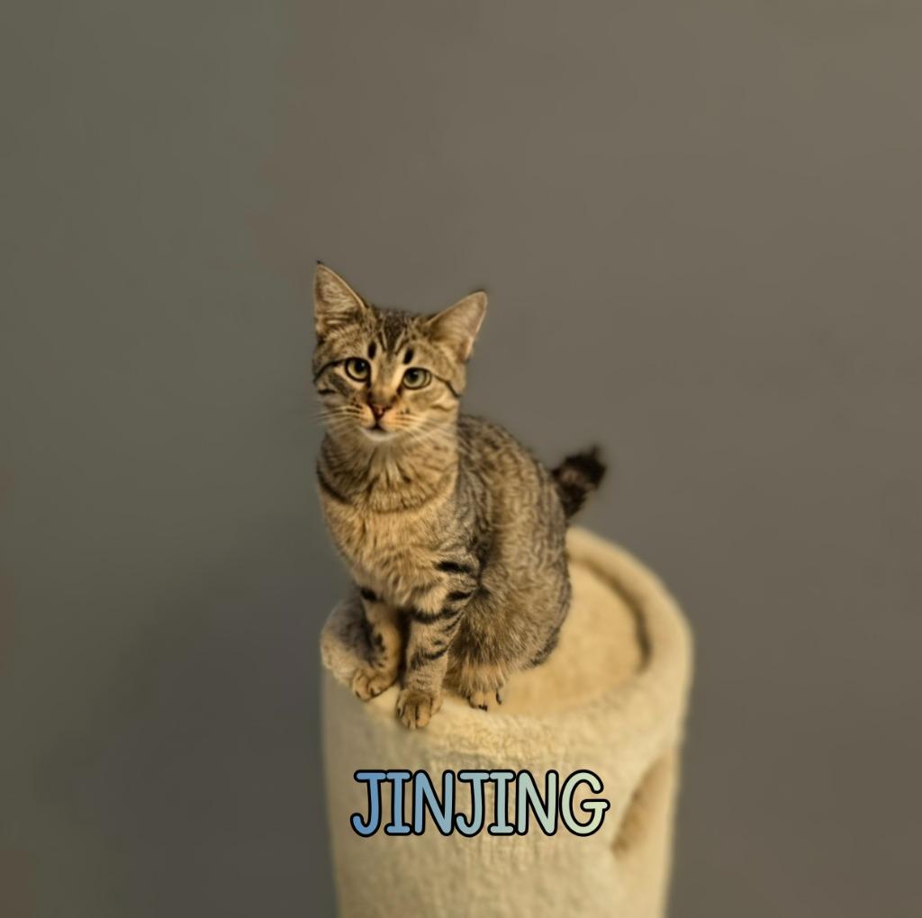 Enlarge JinJing, a Adoptable mixed breed in Port Clinton, OH image 6/6