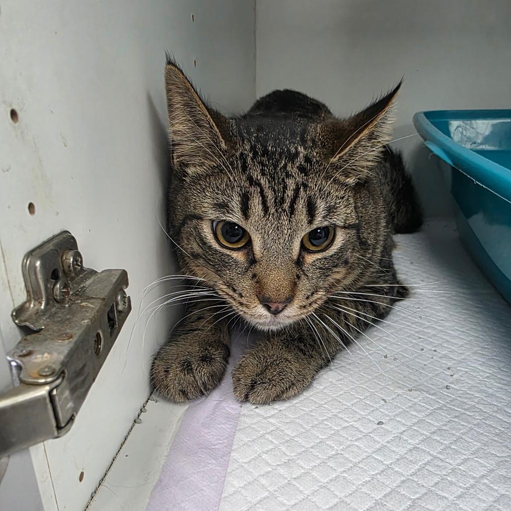 PomPom, a Adoptable Domestic Short Hair in Duncan, OK image 1/2