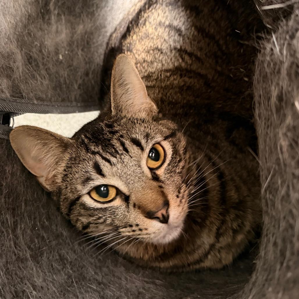 PomPom, a Adoptable Domestic Short Hair in Duncan, OK image 2/6