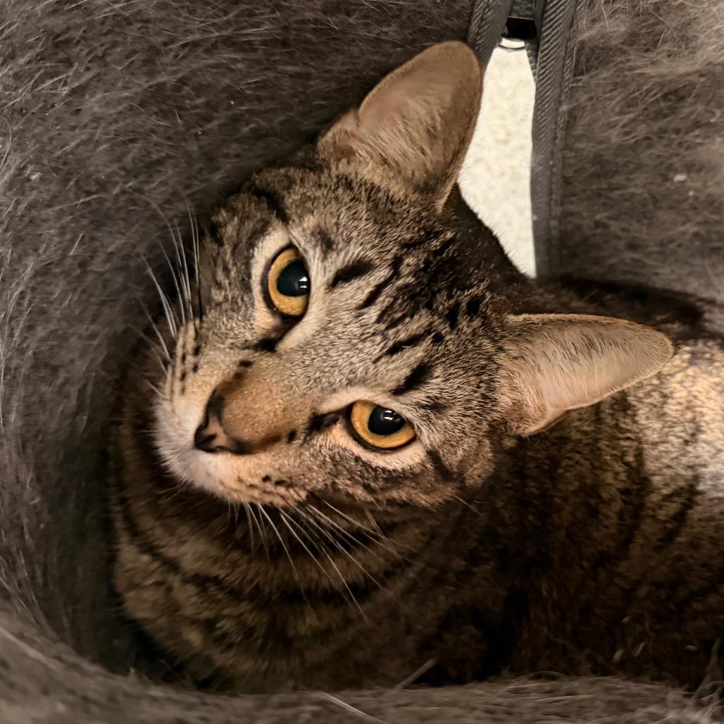 PomPom, a Adoptable Domestic Short Hair in Duncan, OK image 3/6
