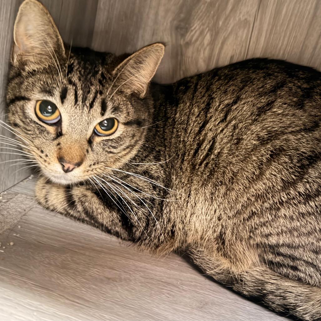 PomPom, a Adoptable Domestic Short Hair in Duncan, OK image 2/2